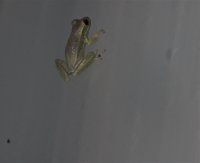 2020-08-treefrog.jpg