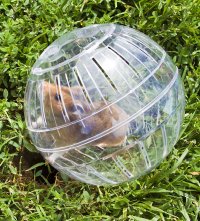 hamsterball.JPG