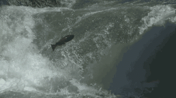 tumblr_5f06ac47a390b48bbfc90e630fcd55c0_1cae76c1_500.gif