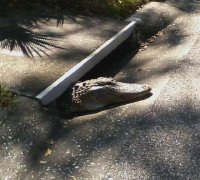 gator.jpg