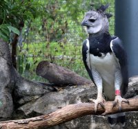 harpyEagle_s.JPG