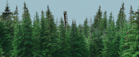 potter-coaster-trees-spike.gif